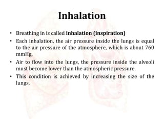 Inhalation
• Breathing in is called inhalation (inspiration)
• Each inhalation, the air pressure inside the lungs is equal
to the air pressure of the atmosphere, which is about 760
mmHg.
• Air to flow into the lungs, the pressure inside the alveoli
must become lower than the atmospheric pressure.
• This condition is achieved by increasing the size of the
lungs.
 