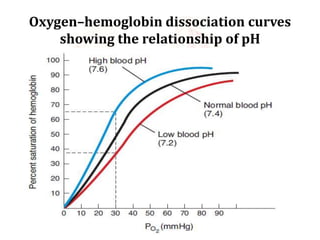 Oxygen–hemoglobin dissociation curves
showing the relationship of pH
 