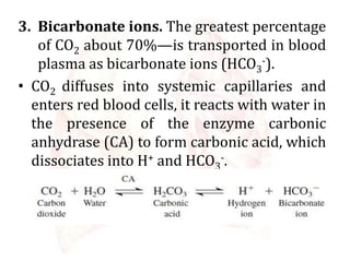3. Bicarbonate ions. The greatest percentage
of CO2 about 70%—is transported in blood
plasma as bicarbonate ions (HCO3
-).
• CO2 diffuses into systemic capillaries and
enters red blood cells, it reacts with water in
the presence of the enzyme carbonic
anhydrase (CA) to form carbonic acid, which
dissociates into H+ and HCO3
-.
 