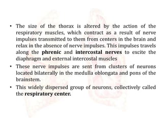 • The size of the thorax is altered by the action of the
respiratory muscles, which contract as a result of nerve
impulses transmitted to them from centers in the brain and
relax in the absence of nerve impulses. This impulses travels
along the phrenic and intercostal nerves to excite the
diaphragm and external intercostal muscles
• These nerve impulses are sent from clusters of neurons
located bilaterally in the medulla oblongata and pons of the
brainstem.
• This widely dispersed group of neurons, collectively called
the respiratory center.
 