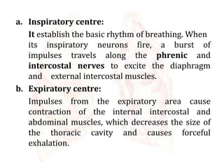 a. Inspiratory centre:
It establish the basic rhythm of breathing. When
its inspiratory neurons fire, a burst of
impulses travels along the phrenic and
intercostal nerves to excite the diaphragm
and external intercostal muscles.
b. Expiratory centre:
Impulses from the expiratory area cause
contraction of the internal intercostal and
abdominal muscles, which decreases the size of
the thoracic cavity and causes forceful
exhalation.
 