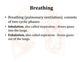 Breathing
• Breathing (pulmonary ventilation). consists
of two cyclic phases:
• Inhalation, also called inspiration - draws gases
into the lungs.
• Exhalation, also called expiration - forces gases
out of the lungs.
 
