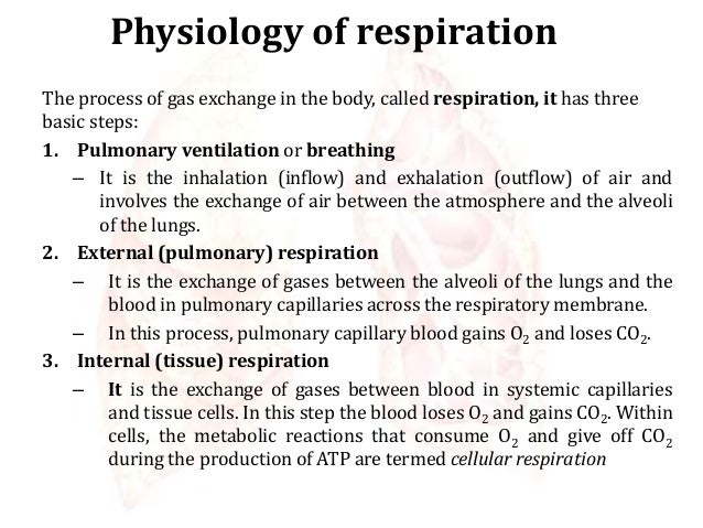 Respiratory System - Physiology