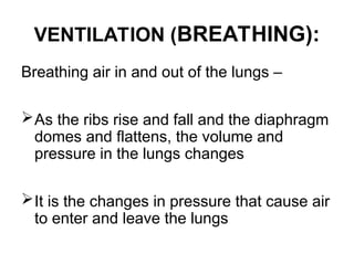 Ventilating Rib PHYSIOLOGY OF RESPIRATORY SYSTEM ..PPT