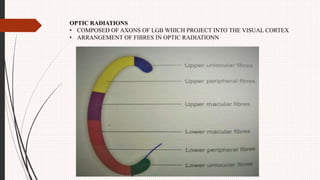 Physiology of retina | PPTX
