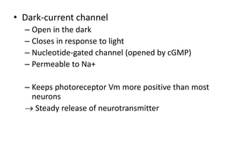 PHYSIOLOGY OF RETINA.pptx