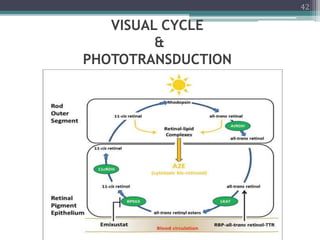 physiology of retina , retina physiology | PPTX