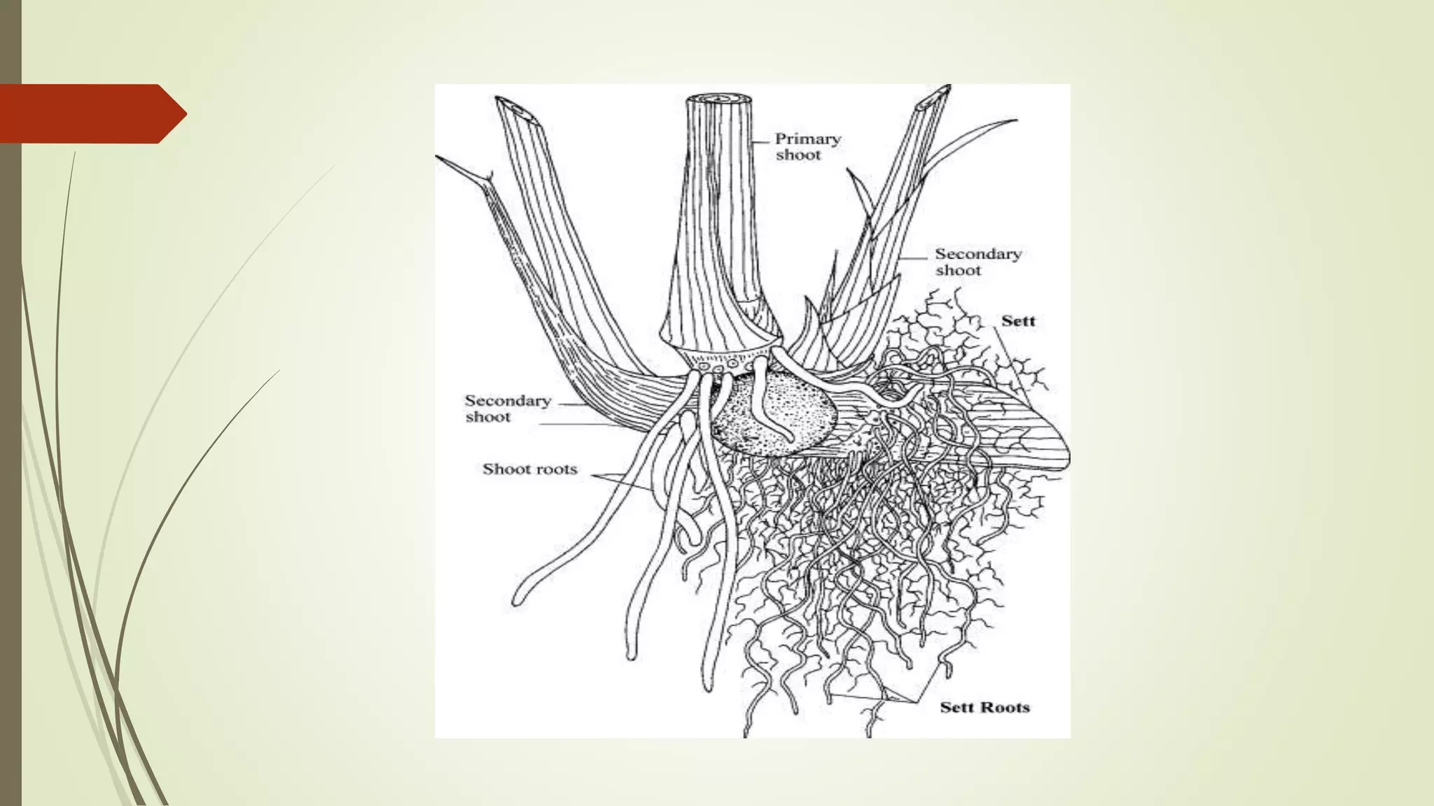 Physiology of roots in sugarcane. | PPTX