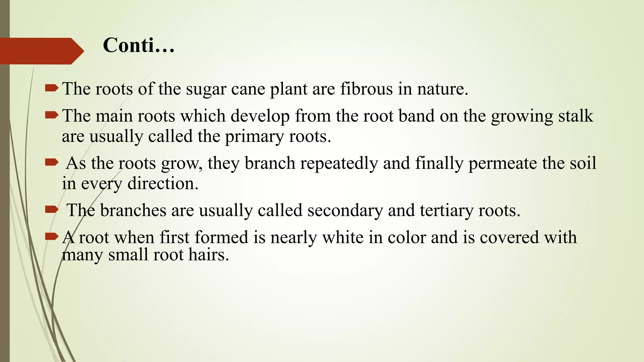 Physiology of roots in sugarcane. | PPTX