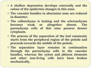  A shallow depression develops externally and the
colour of the epidermis changes in this zone.
 The vascular bundles in abscission zone are reduced
in diameter.
 The collenchyma is lacking and the sclerenchyma
becomes weak or altogether absent. The
parenchyma cells of this zone possess denser
cytoplasm.
 The process of the separation of the leaf commonly
starts from the peripheral region of the petiole and
proceeds towards the middle of the petiole.
 The separation layer remains in continuation
through the parenchyma cells in the vascular
bundles, whereas the xylem and phloem elements
and other non-living cells have been broken
mechanically.
 