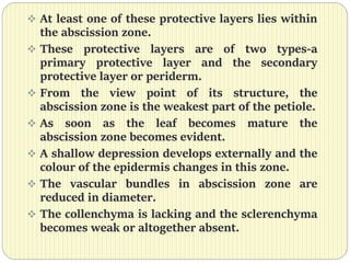  At least one of these protective layers lies within
the abscission zone.
 These protective layers are of two types-a
primary protective layer and the secondary
protective layer or periderm.
 From the view point of its structure, the
abscission zone is the weakest part of the petiole.
 As soon as the leaf becomes mature the
abscission zone becomes evident.
 A shallow depression develops externally and the
colour of the epidermis changes in this zone.
 The vascular bundles in abscission zone are
reduced in diameter.
 The collenchyma is lacking and the sclerenchyma
becomes weak or altogether absent.
 