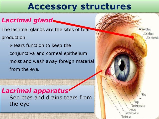 Physiology of sense organ EYE