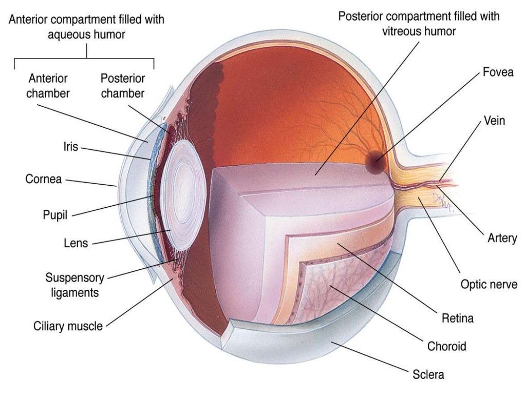 Physiology of sense organ EYE