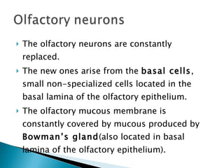 <ul><li>The olfactory neurons are constantly replaced. </li></ul><ul><li>The new ones arise from the  basal cells , small ...