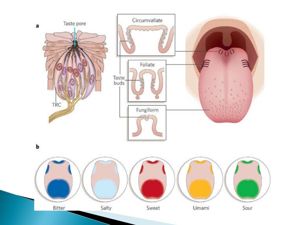 Physiology Taste And Smell Physiology Taste And Smell