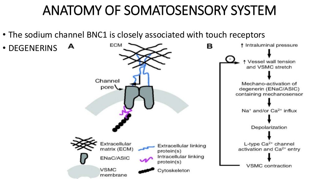 Physiology of sensory systems