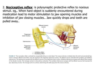 physiology-of-skeletal-muscle-orthodontic-considerations-pptx