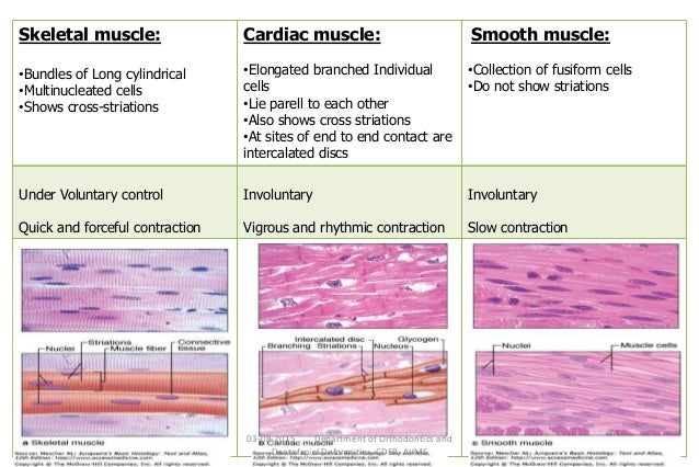 Physiology of skeletal muscle orthodontic considerations