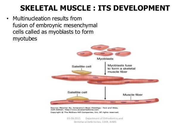 What is the only type of muscle with multinucleated fibers?