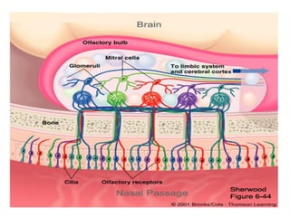 Smell Inervation Physiology of smell | PDF