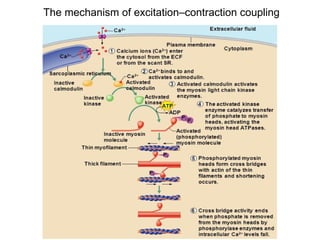 physiology of smooth muscle.ppt