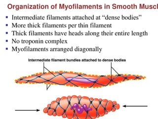 physiology of smooth mu scle.ppt