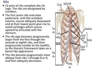 7 Rib 4age Physiology of speech | PPTX