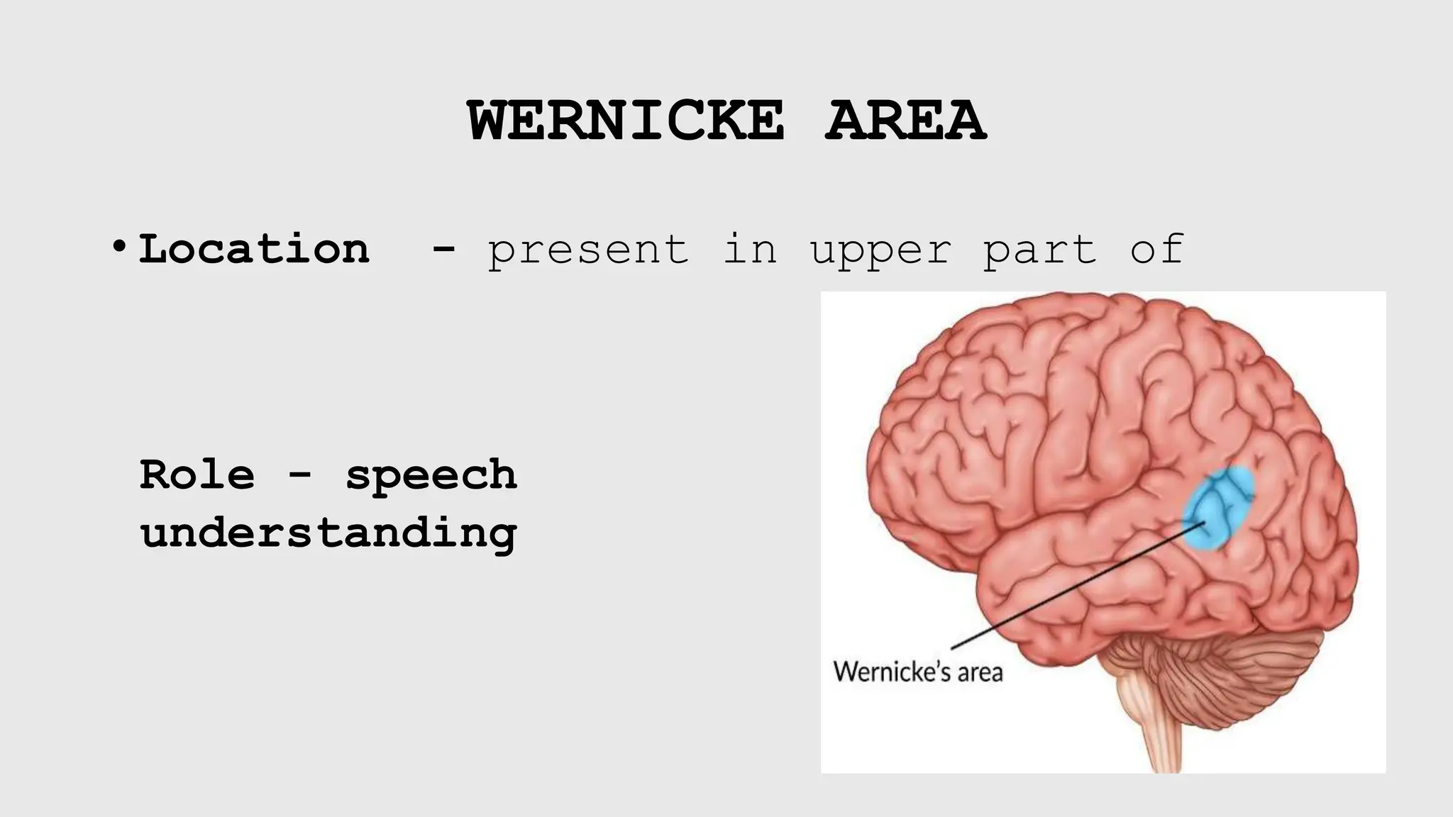 physiology of speech ^0 articulation.pptx