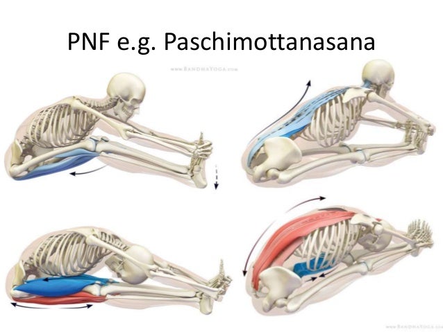 Physiology Of Stretching Physiology Of Stretching