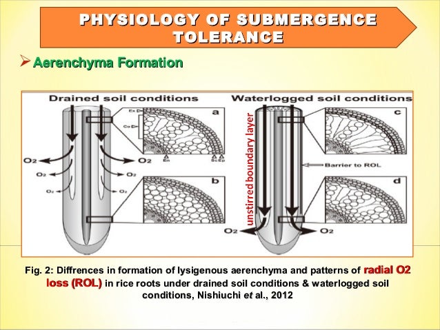 Physiology of submergence tolerance and prospects for breeding