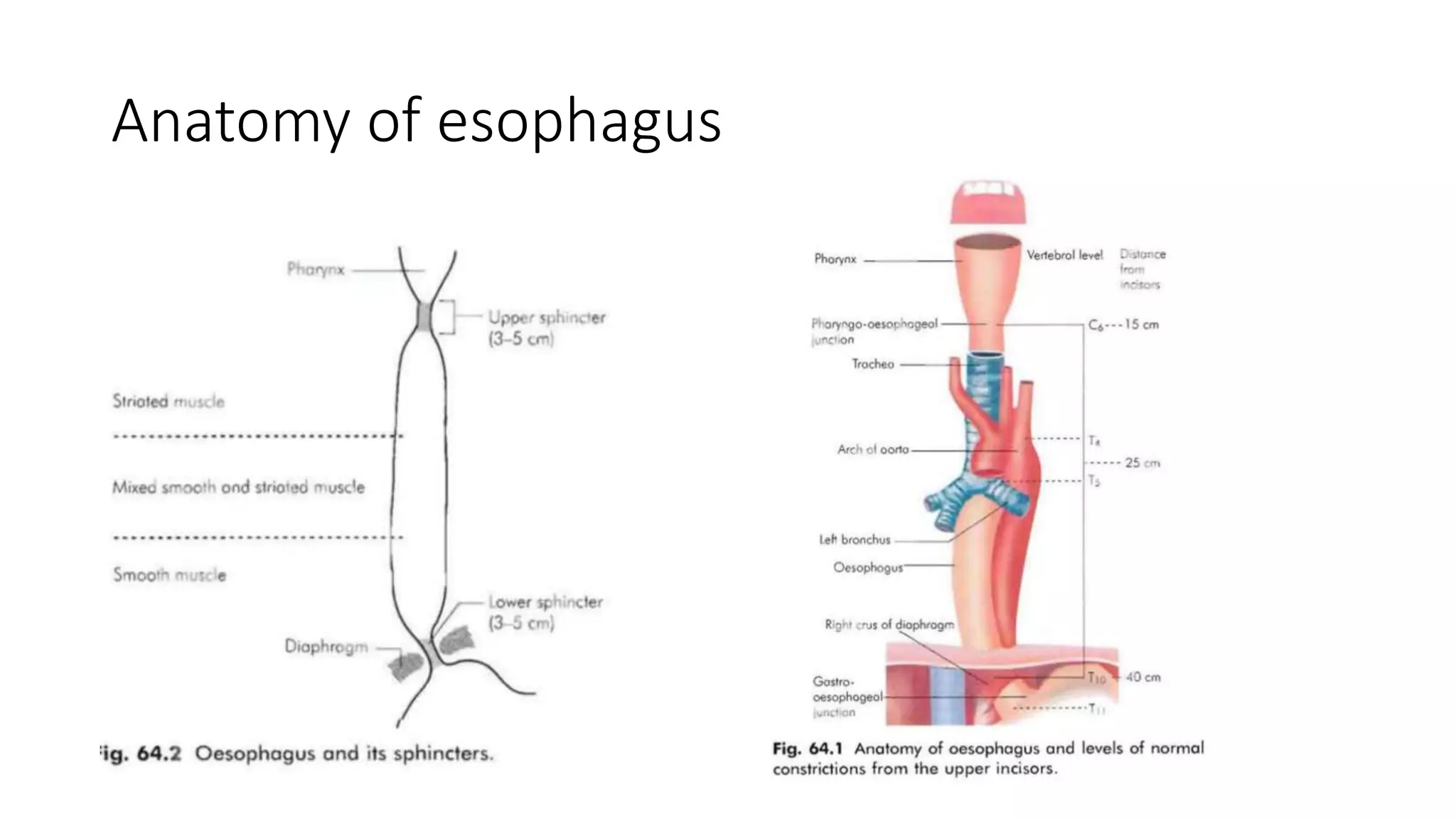 Anatomy of esophagus
 
