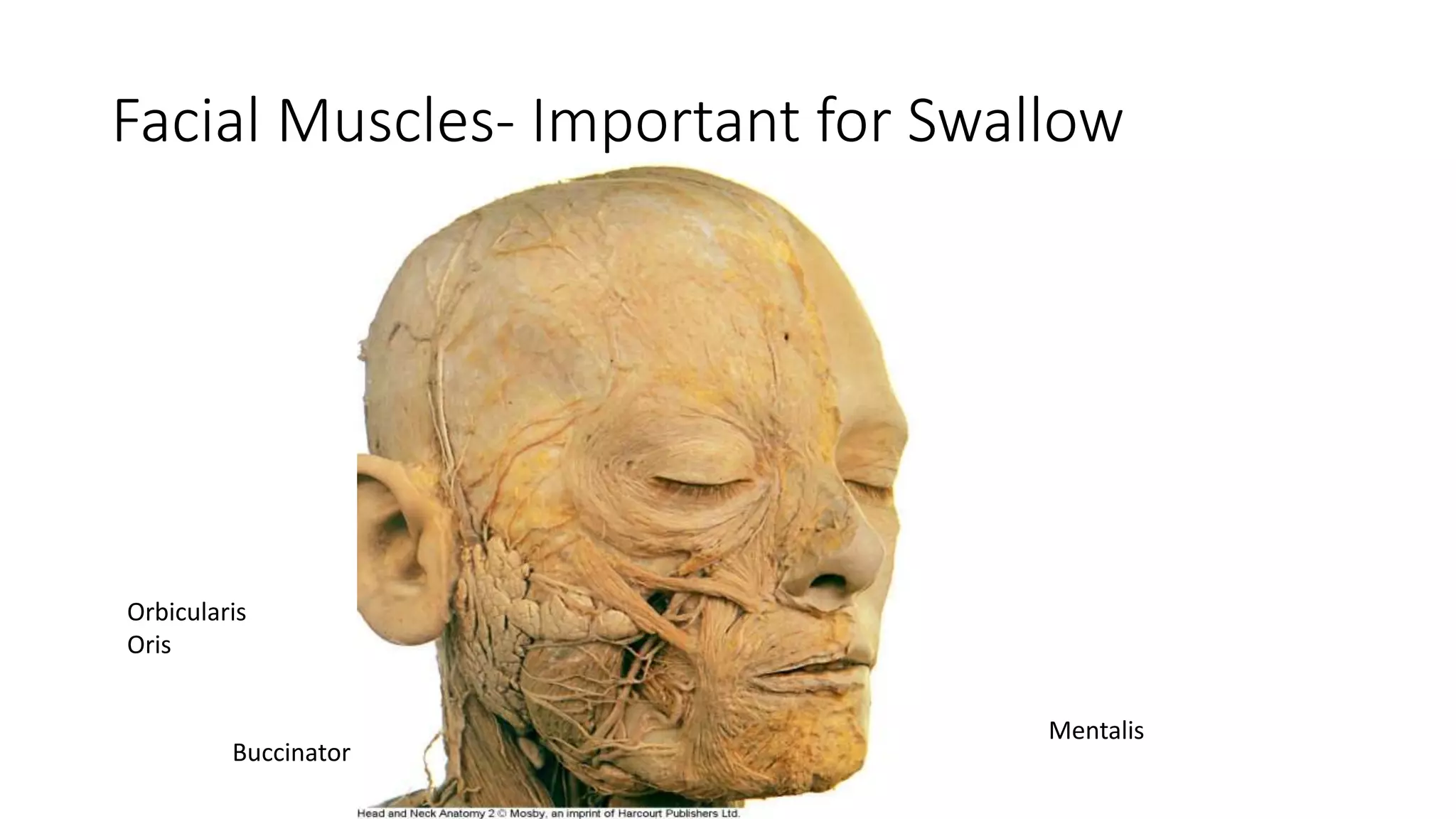 Facial Muscles- Important for Swallow
Orbicularis
Oris
Buccinator
Mentalis
 