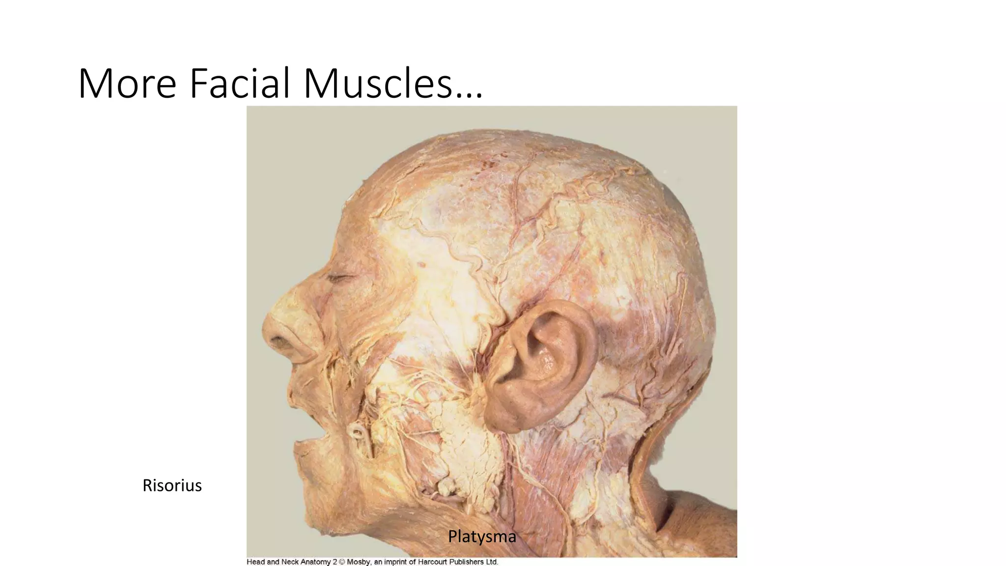 More Facial Muscles…
Risorius
Platysma
 