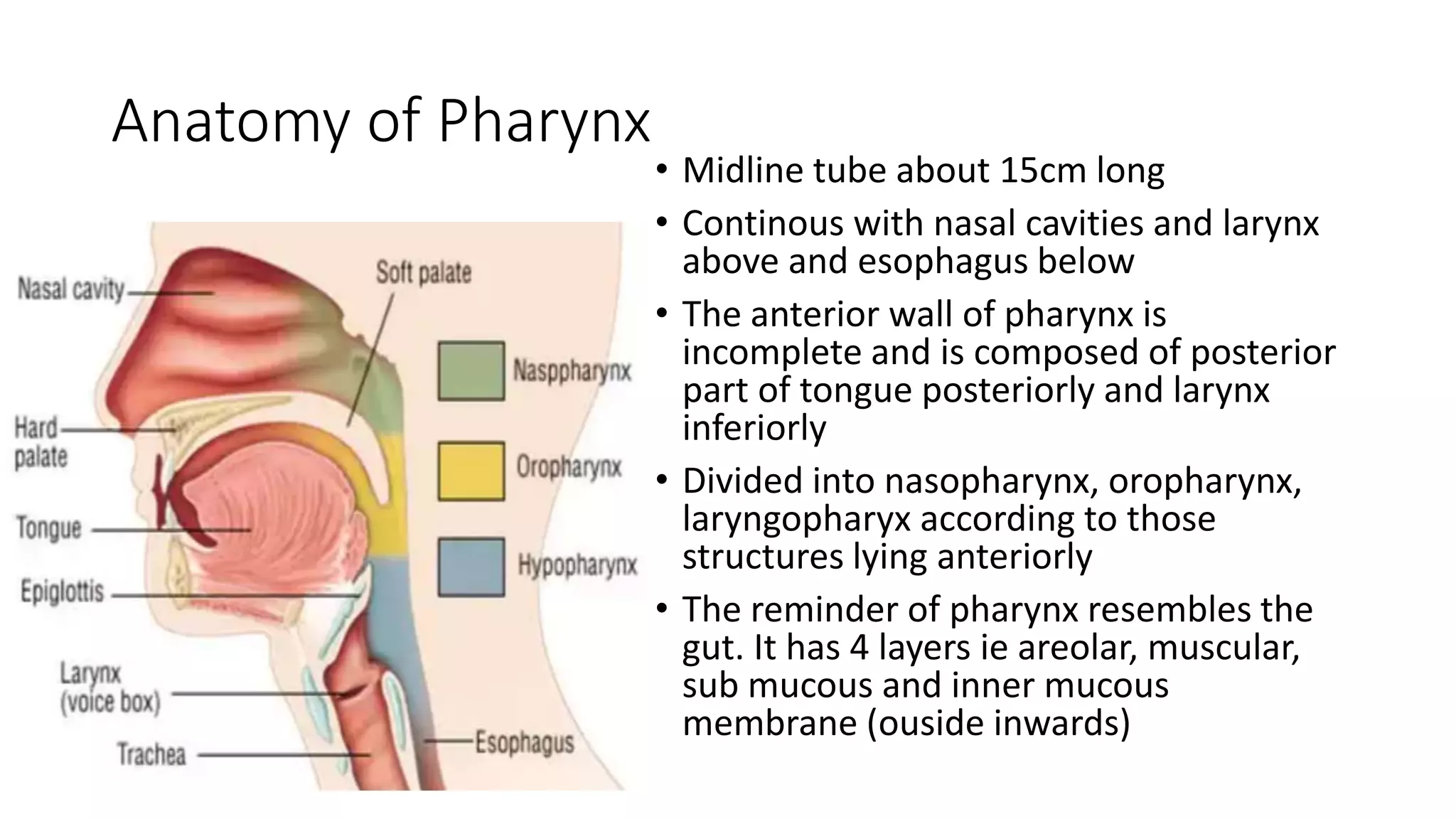 Anatomy of Pharynx
• Midline tube about 15cm long
• Continous with nasal cavities and larynx
above and esophagus below
• The anterior wall of pharynx is
incomplete and is composed of posterior
part of tongue posteriorly and larynx
inferiorly
• Divided into nasopharynx, oropharynx,
laryngopharyx according to those
structures lying anteriorly
• The reminder of pharynx resembles the
gut. It has 4 layers ie areolar, muscular,
sub mucous and inner mucous
membrane (ouside inwards)
 