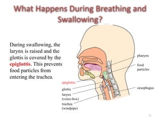 physiology of swallowing.ppt