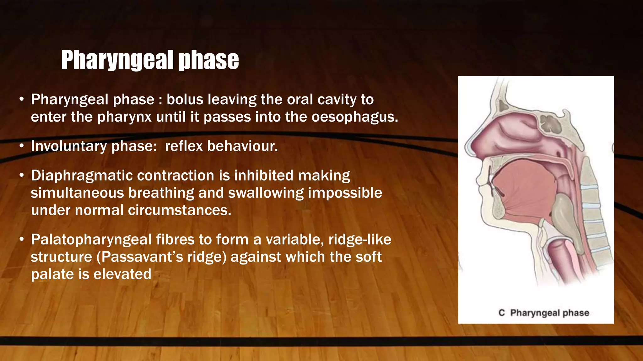 Physiology of swallowing ppt | PPTX