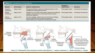 Physiology of swallowing ppt | PPTX