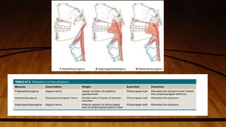 Physiology of swallowing ppt | PPTX