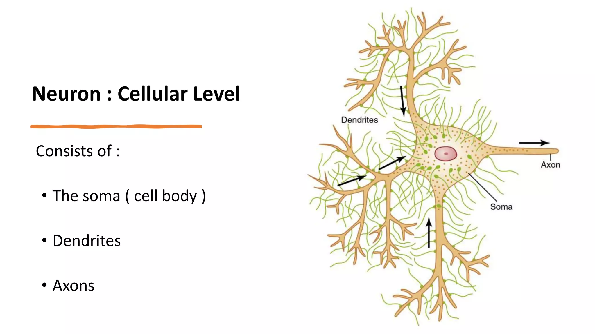 Physiology of Synapse and Applied | PPTX