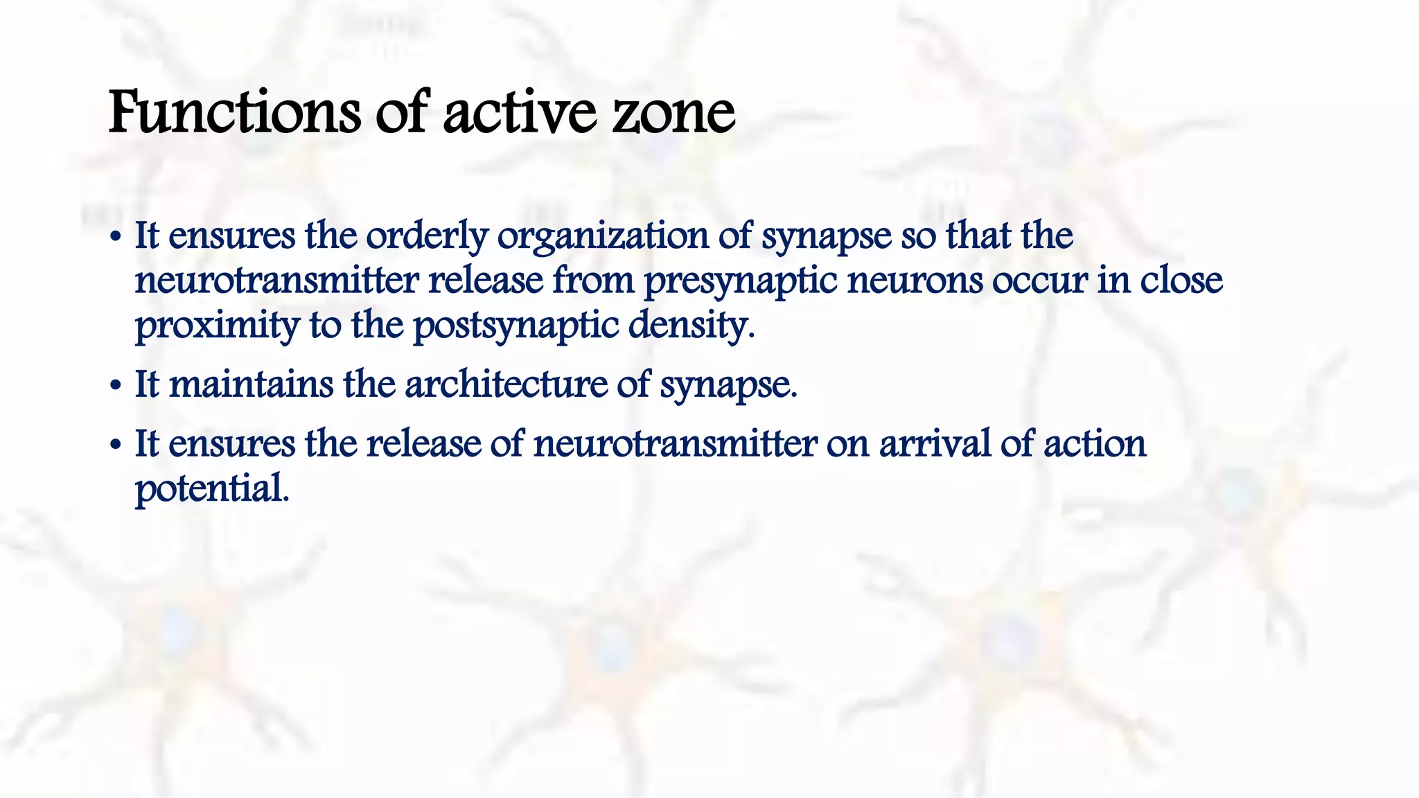 Physiology of Synapse II Synapse types II Functional Elements of ...