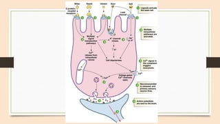 Physiology of Taste well explained .pptx