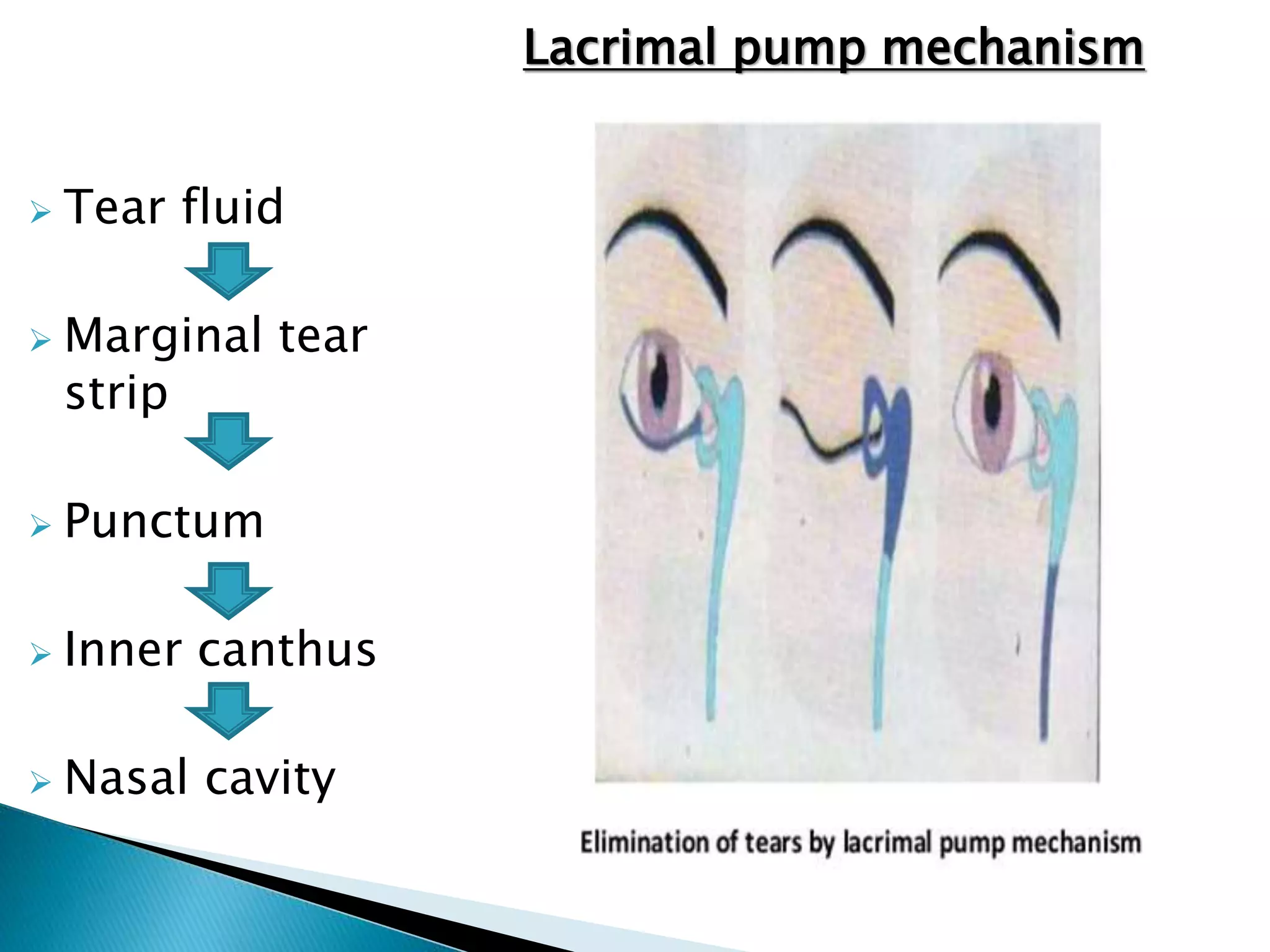  Tear fluid
 Marginal tear
strip
 Punctum
 Inner canthus
 Nasal cavity
Lacrimal pump mechanism
 