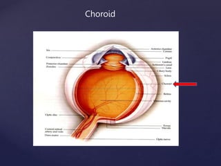 Physiology of the choroid Lectures notes (2).ppt
