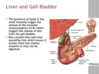 Physiology of thedigestive system.pptx notes | PPTX