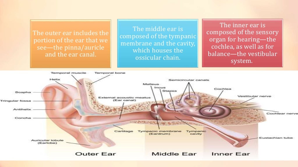 Physiology of the ear