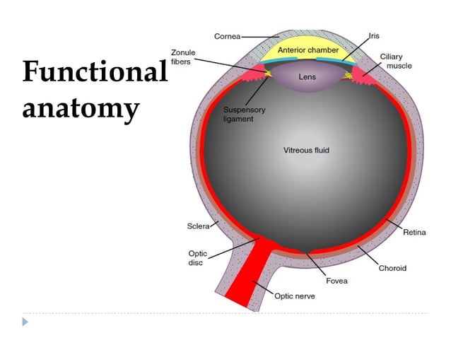 Physiology of the eye | PPT | Eye and Vision Conditions | Diseases and ...