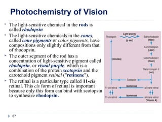 Physiology of the eye | PPT