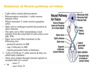 Physiology of the eye | PPT