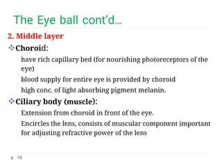 Comprehensive Physiology and Functional Anatomy of the Human Eye | PDF