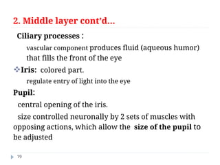 Comprehensive Physiology and Functional Anatomy of the Human Eye | PDF